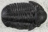 Detailed Gerastos Trilobite Fossil - Morocco #117793-1